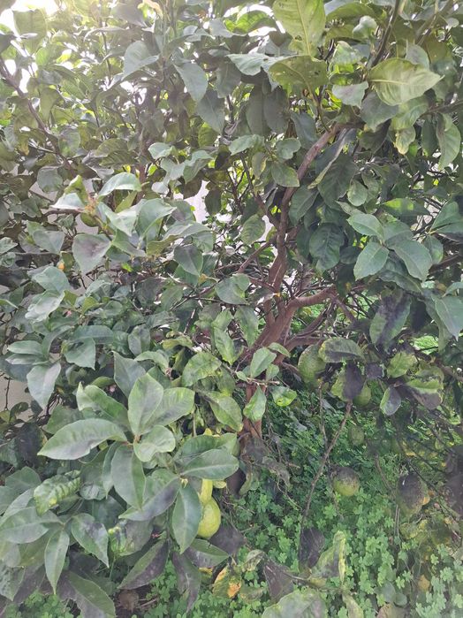 CIDRÃO orgânico: fruto RARO de Natal [à unidade ou ao kilo)