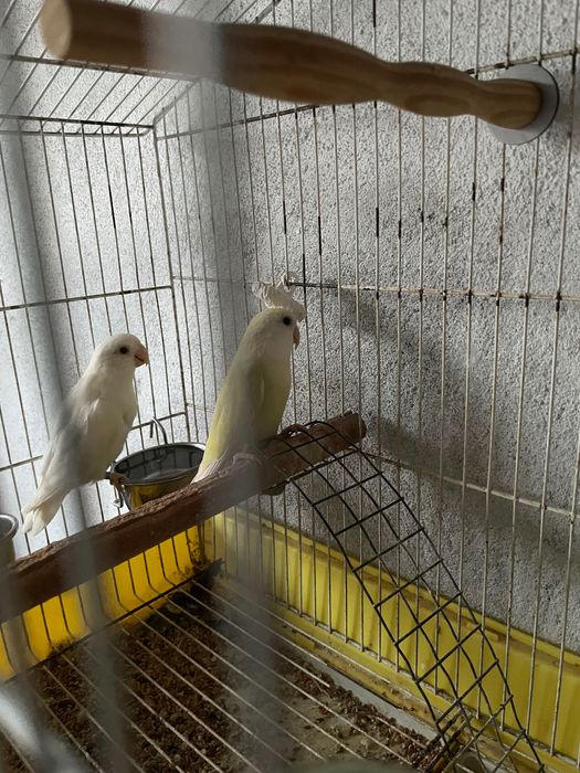 Casal de roseicollis