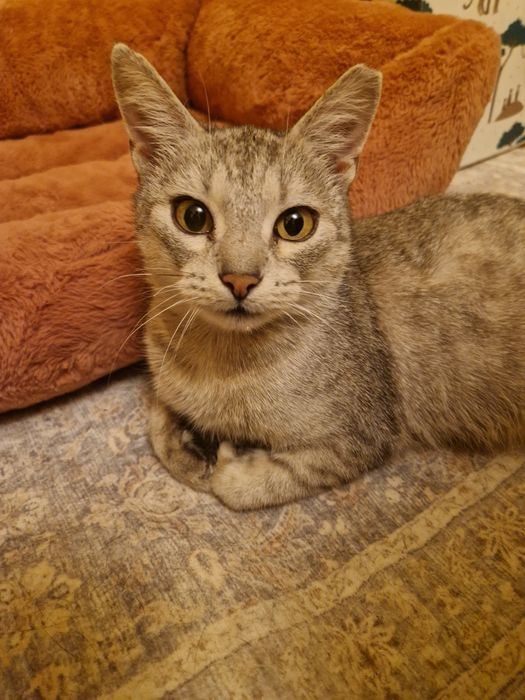 Kotka Myszka szuka odpowiedzialnego i kochającego domu