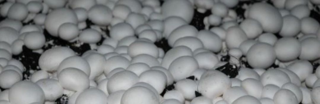 Sprzedam białą pieczarkę
