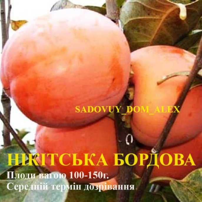 Голубіка Жимолость Годжи Клубника Кізіл Хурма ТУЇ Гранат Ожина Ківі