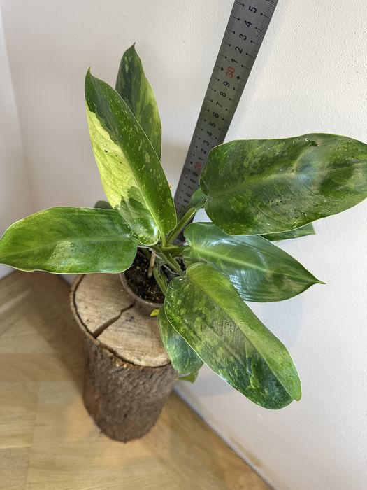 Філодендрон Philodendron Imbe White Marble