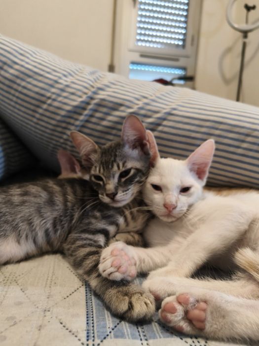 Dou -se quem tratar muito amor