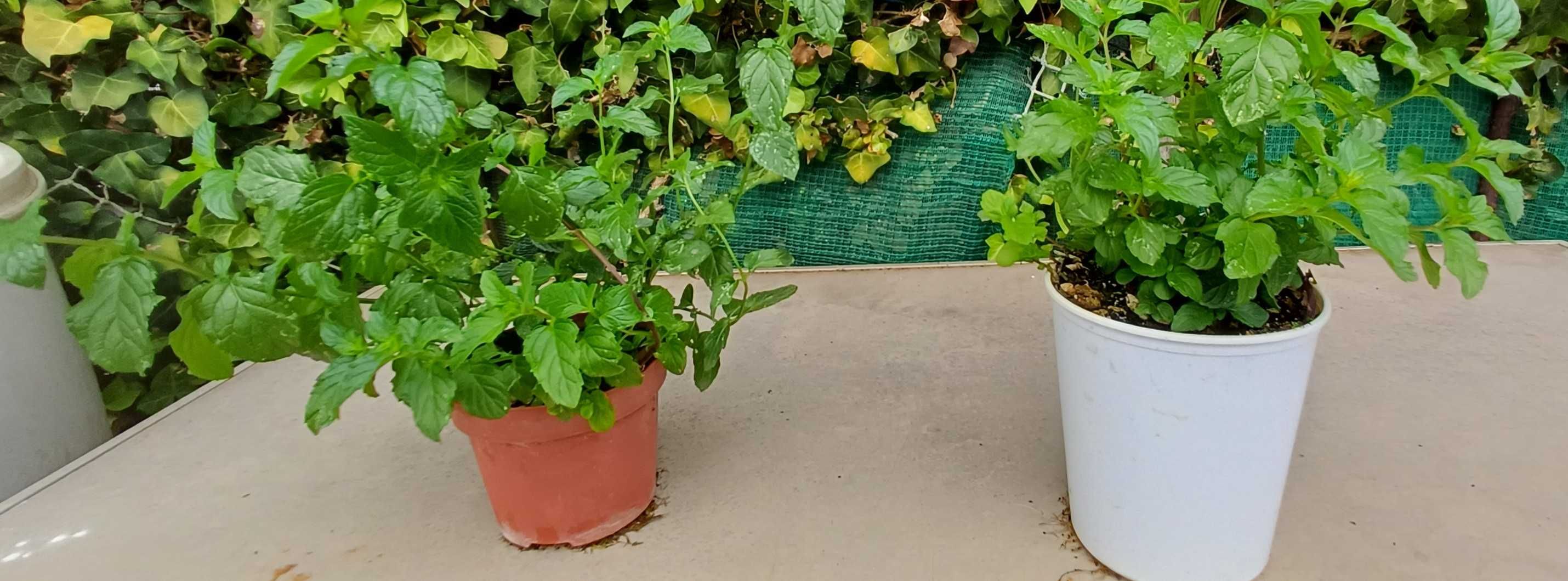 Planta Hortelã Pimenta em Vaso