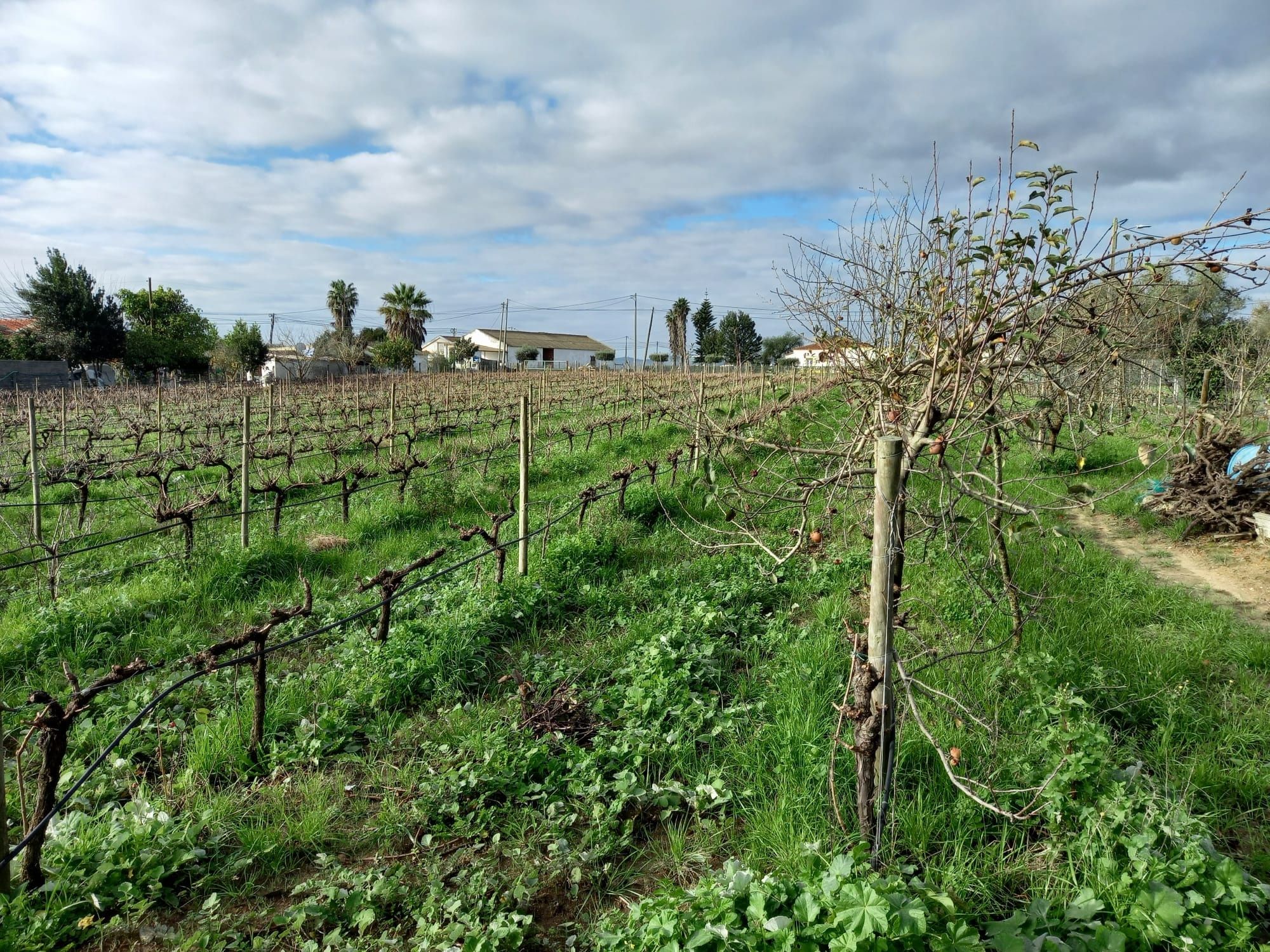 Terreno em Cajados (Palmela)