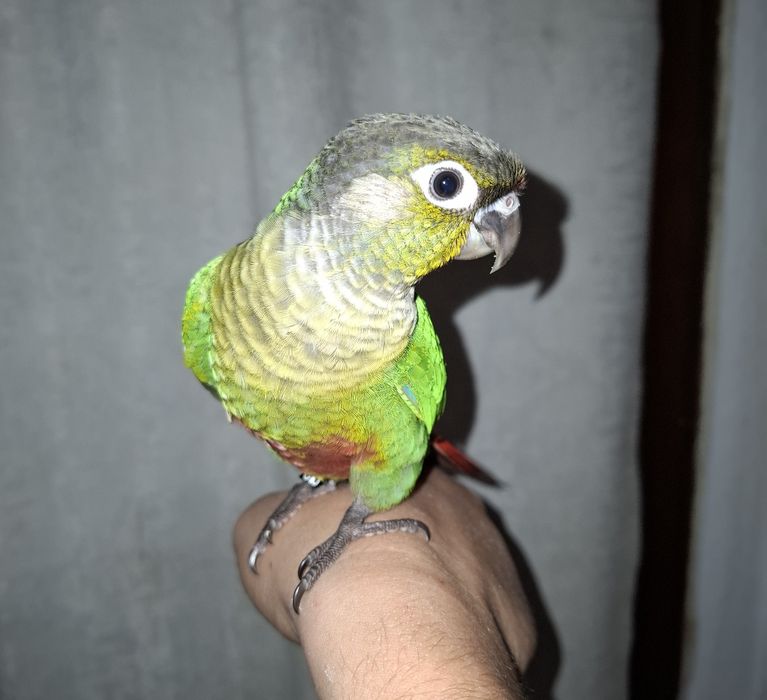 Pyrrhura criada a mão