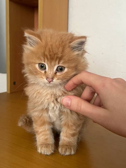 Кошенята в добрі руки