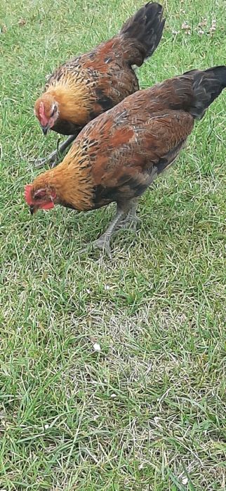 Kogutki zielononóżki,z sierpnia 2025 ,zielononóżka kuropatwiana,