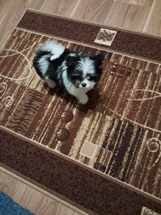 Oddam suczkę za darmo