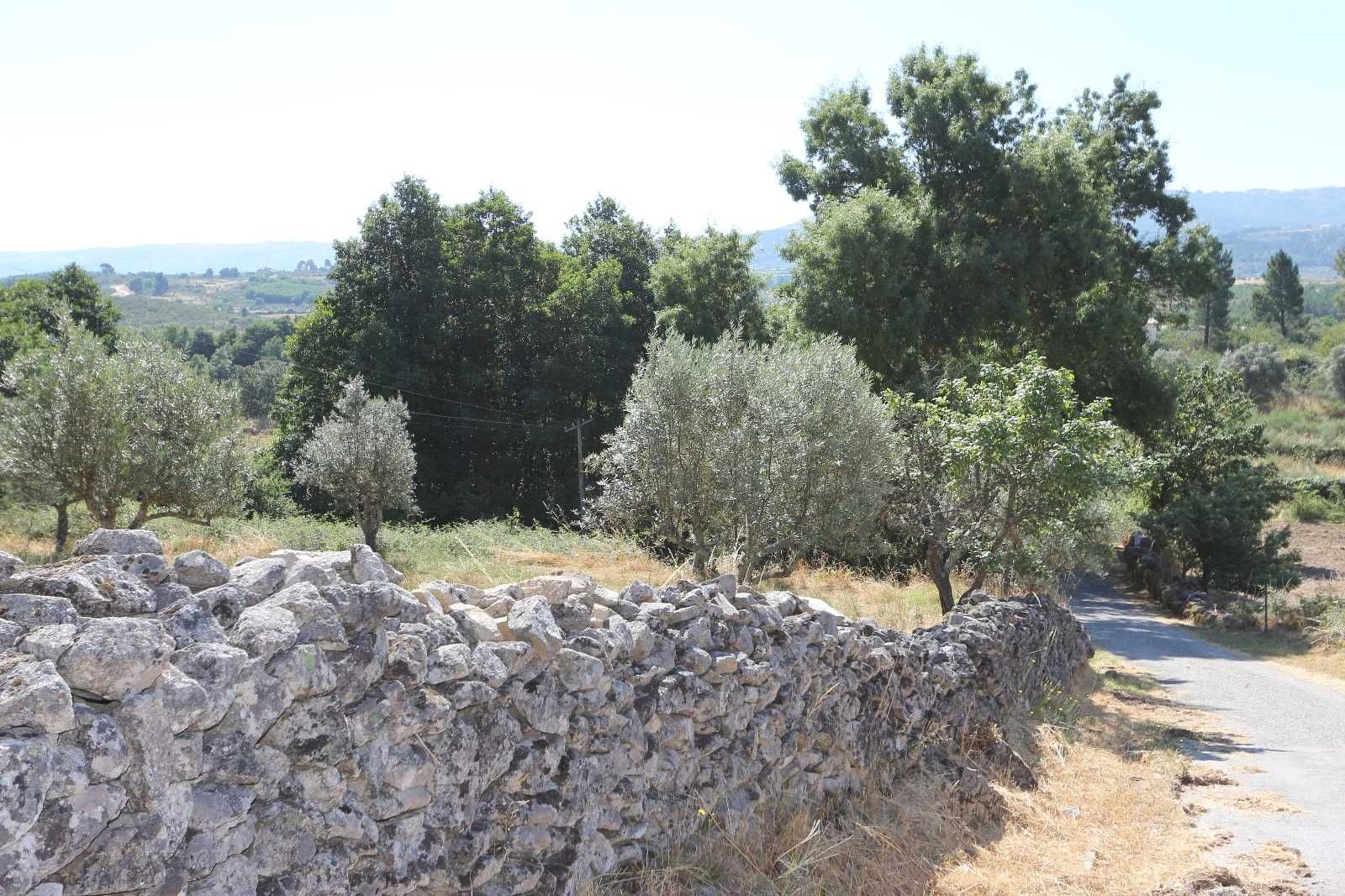 Quintinha com 13.400m² à venda na Serra da Estrela (30.000€)