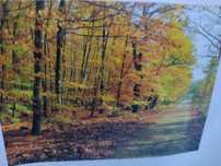 Sprzedam nową fototapetę winylową  350 x 256