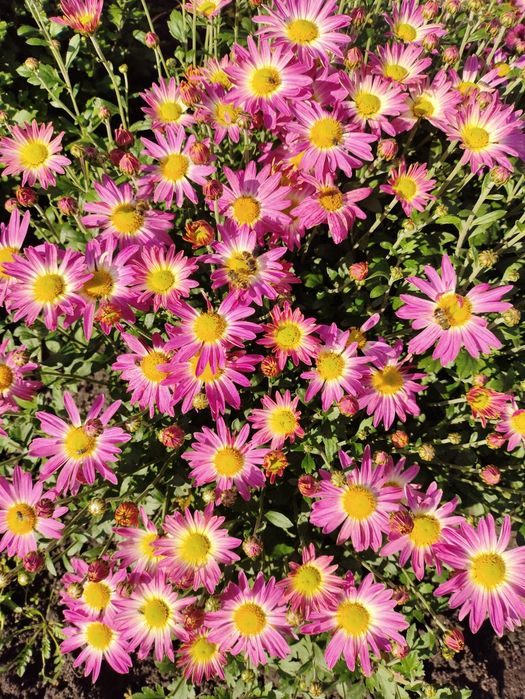 Хризантема мультифлора