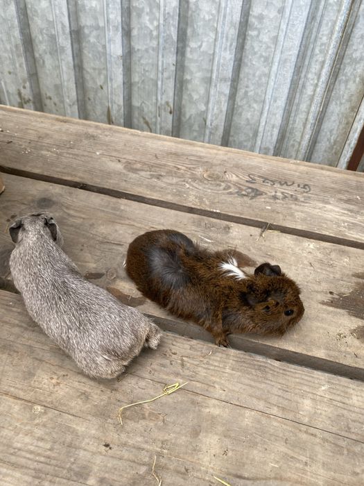 Świnki morskie rozetki