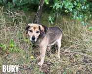 8 letni, 12 kg, Bury, łagodny, adopcja za darmo