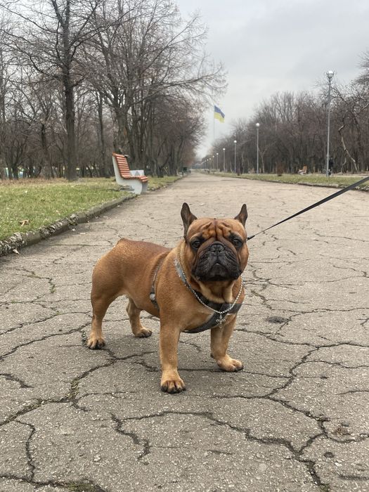 Перетримка тварин Київ