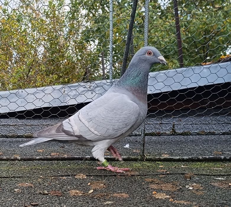 Gołębie pocztowe