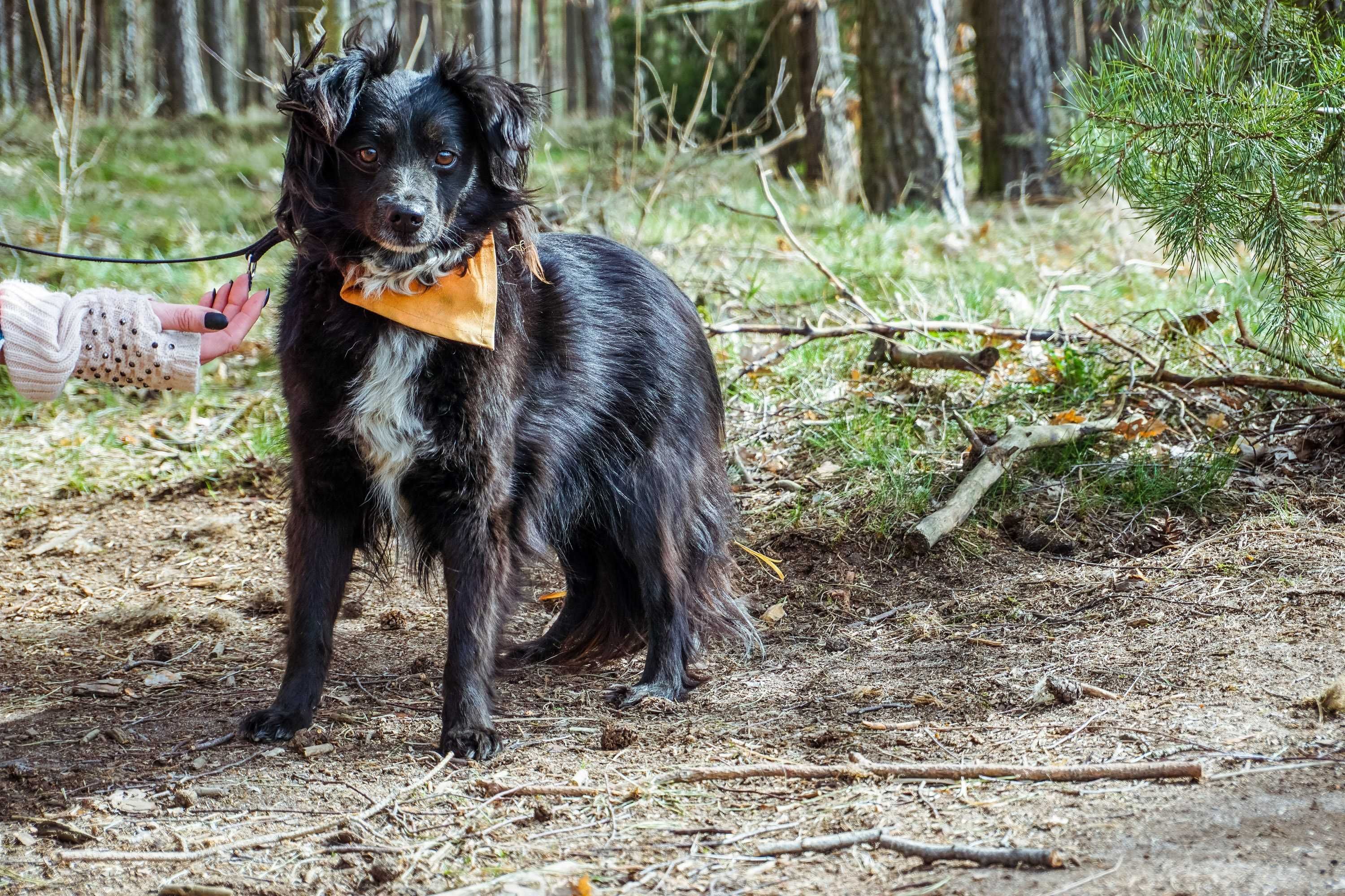 Amigo - wrażliwy, delikatny, łagodny piesek do adopcji