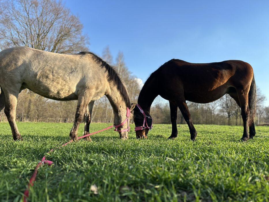 Sprzedam 6 letnią klacz kp