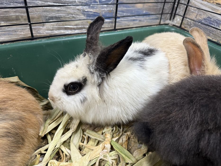 Кролики МИНИ (800 грамм) малыши