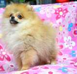 Szpic Miniaturowy Pomeranian śliczny piesek Wigo ZKwP FCI rodowód