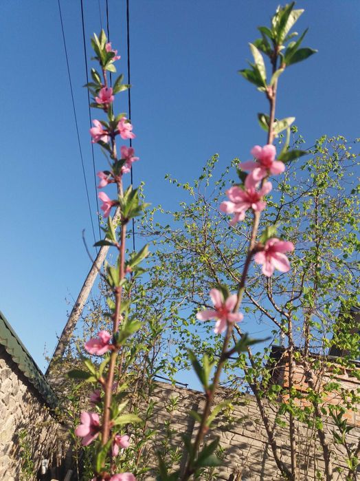 Саженец персика дикий. четырёхлетний. Плодоносит.