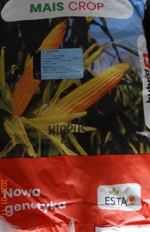 Kukurydza WIARUS FAO 220 kwalifikowana do siewu na słabe gleby