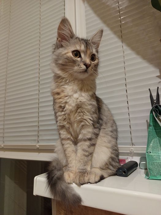 Отдам котёнка в добрые руки