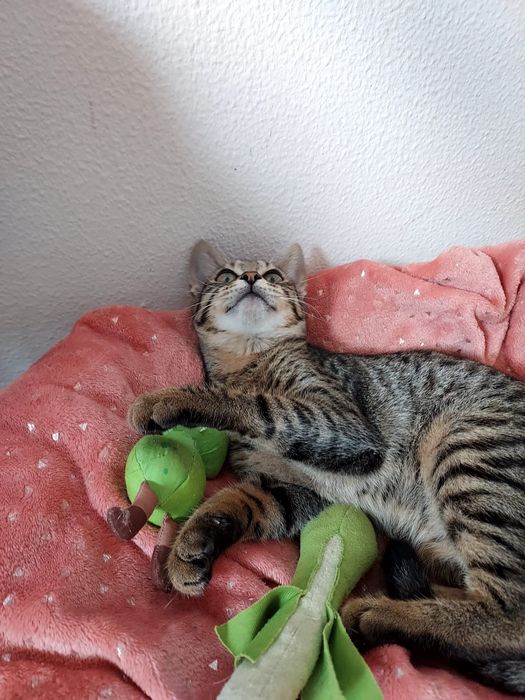 Gatinha para adoção