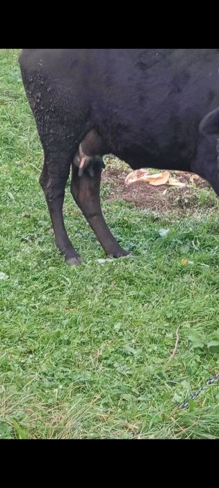 Продаю молоду корову