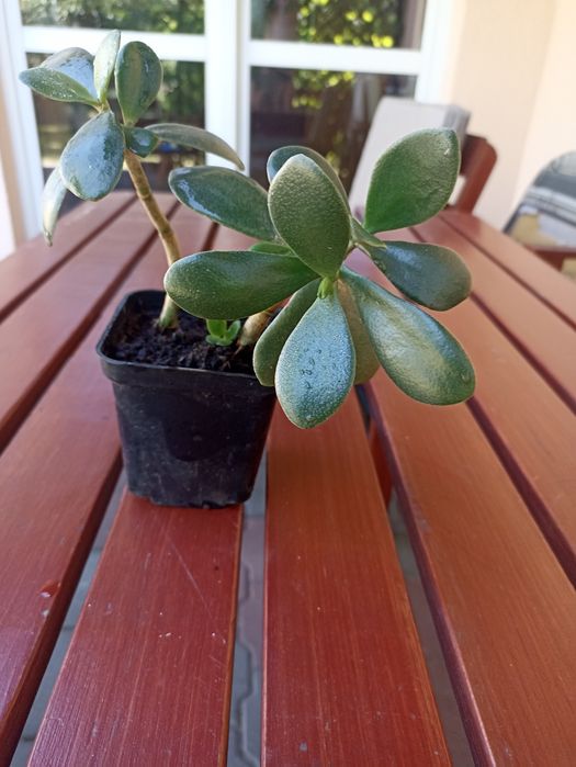 Grubosz,drzewko szczęścia na sprzedaż