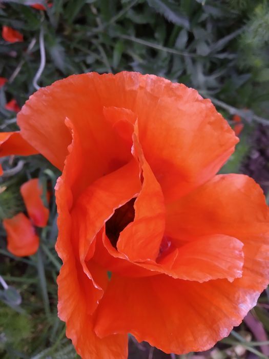 Садовые цветы, разные, Кампис