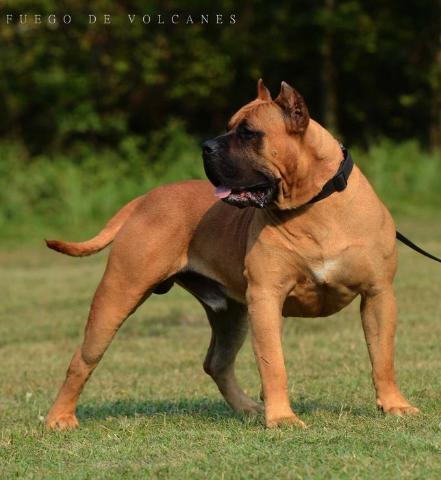 Presa/dogo canario/ dog kanaryjski  ZkwP FCI