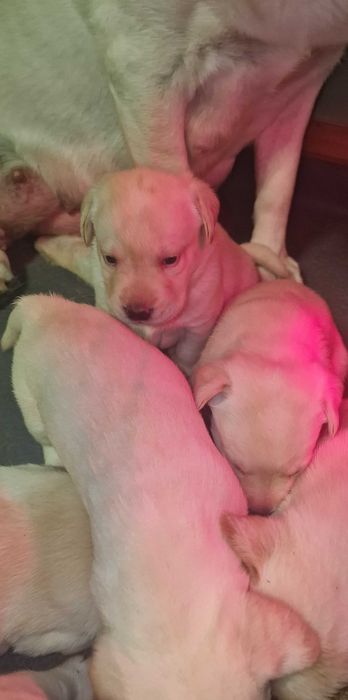 Szczeniaki Labrador Retriever