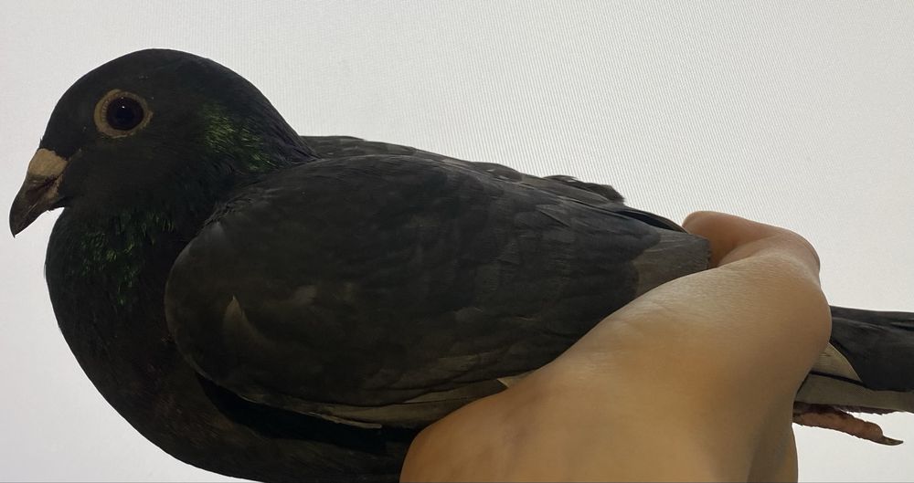 Sprzedam młodego gołębia pocztowego