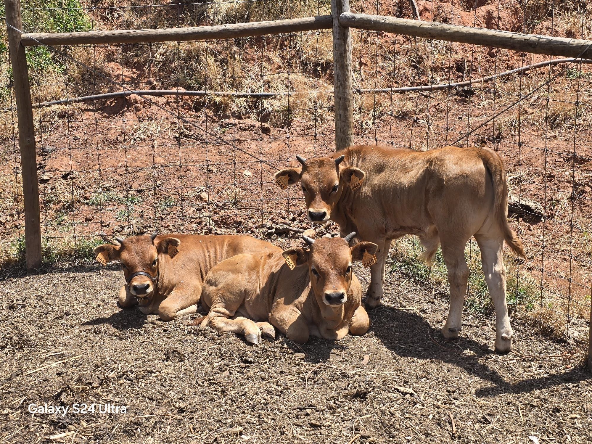 Vacas Cachenas machos a desmamar Pais a vista