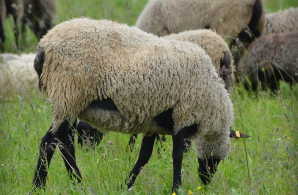 Продам вівці баранчики  ярки домашні