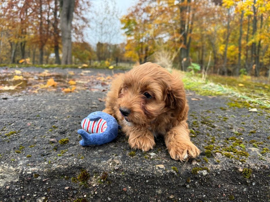 cavapoo szczeniak suczka
