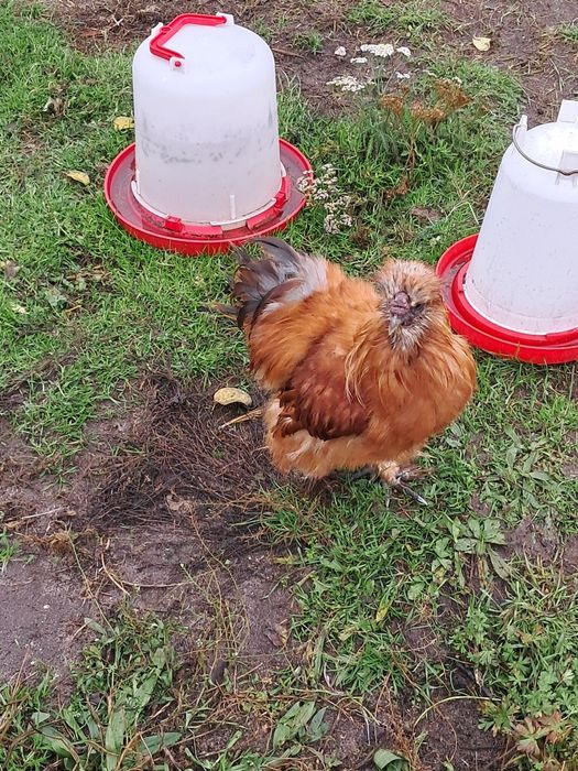 Kogut silka jedwabista