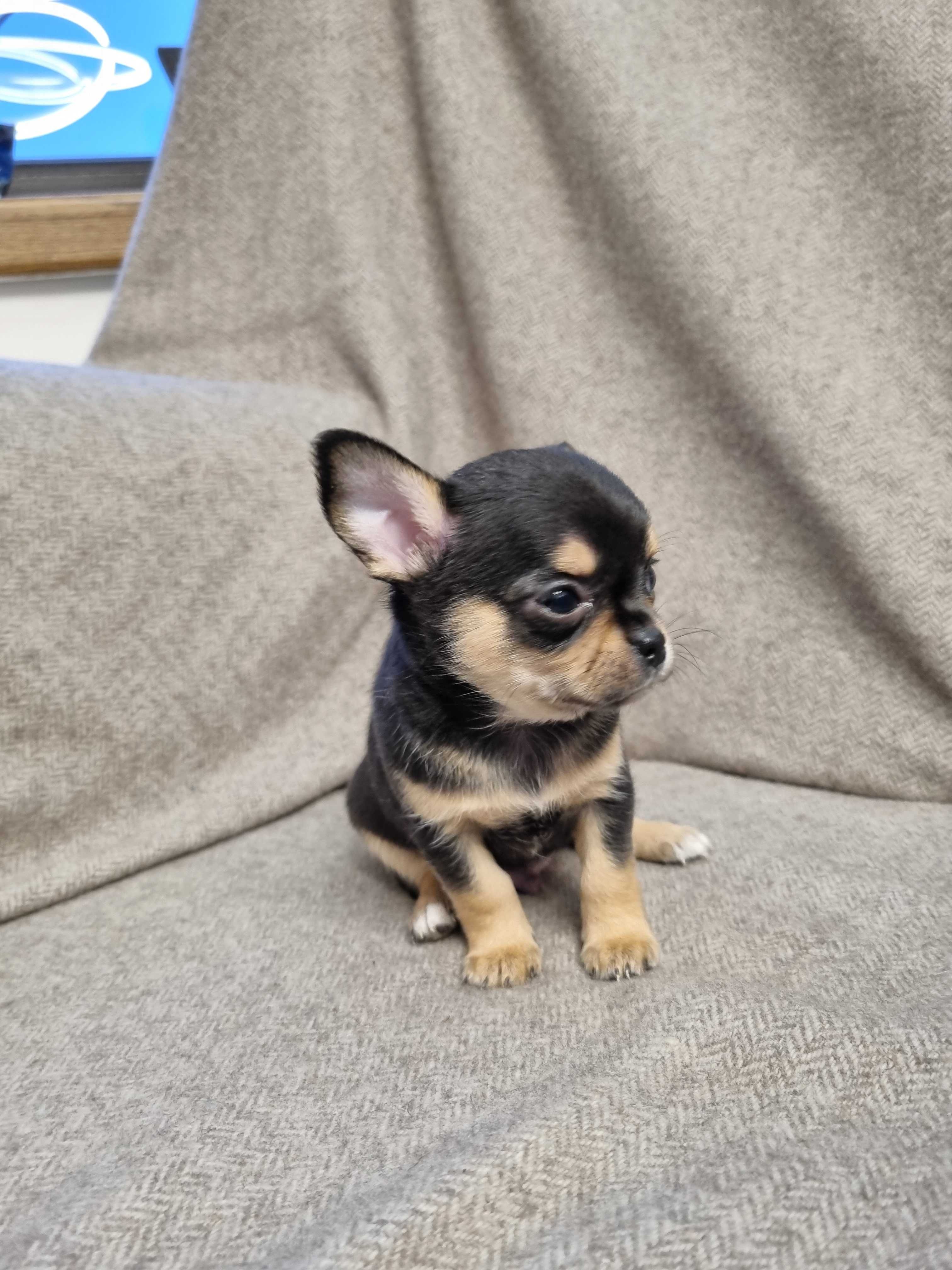 Cudny Piesek Chihuahua PRAWEM HODOWLANYM