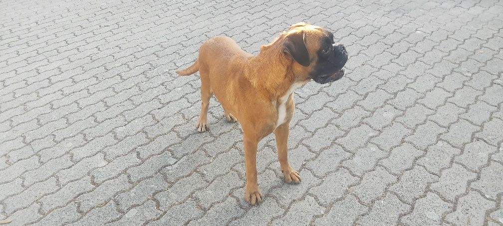 Boxer com lop fêmea