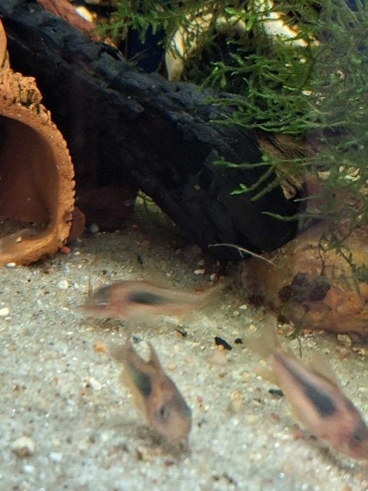 Kirys kirysek spiżowy Aquafizz Creative