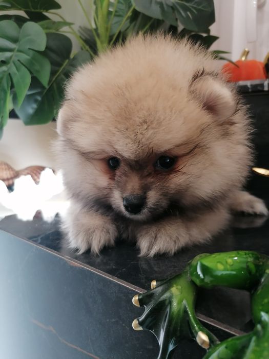 Szpic miniaturowy suczka