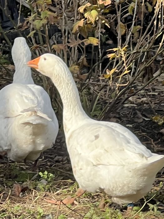 Мамути. Гусаки Мамути