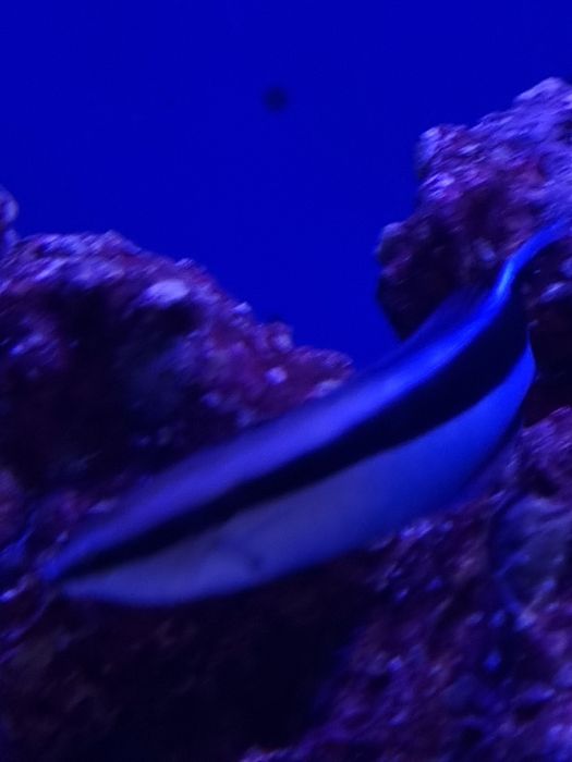 Labroides dimidiatus, akwarium morskie