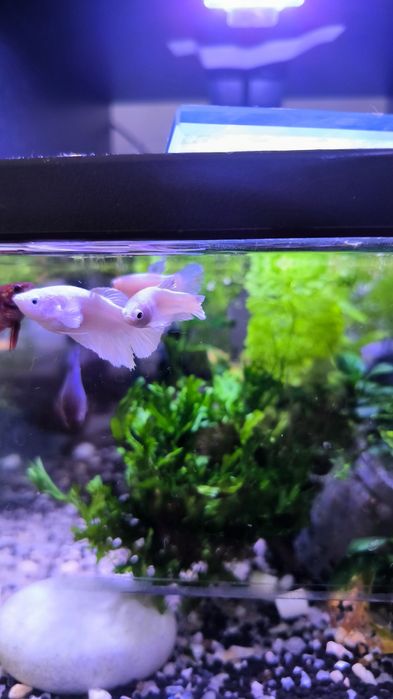 Betta fêmea adulta