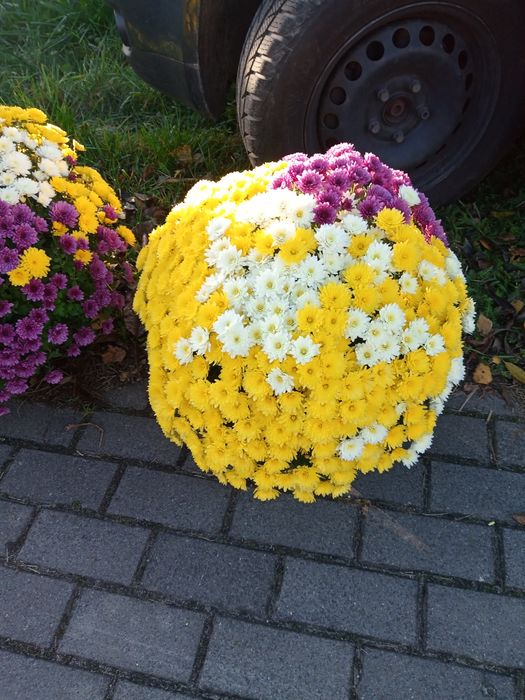 Chryzantemy drobnokwiatowe