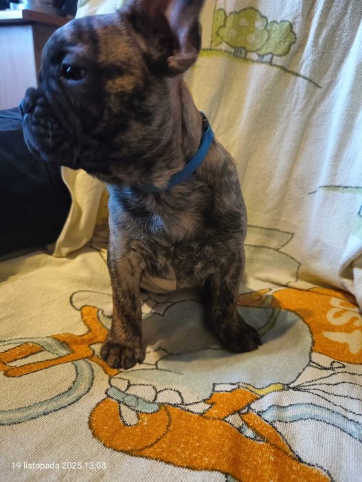 Buldog francuski, Piesek, Gotowy do odbioru, OMAR