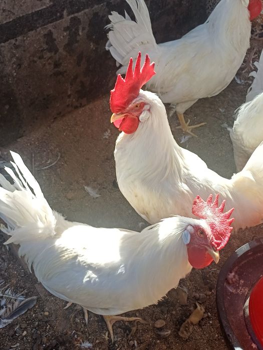 Casais de garnizes ou machos, casal leghorn