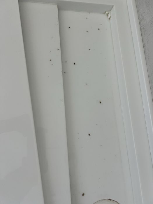 Faco trabalhos domesticos