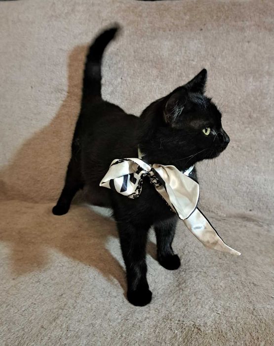 майже пантера ! Вже стерилізована !